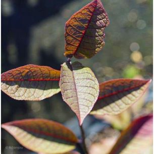 Merisier à grappe pourpre Bio