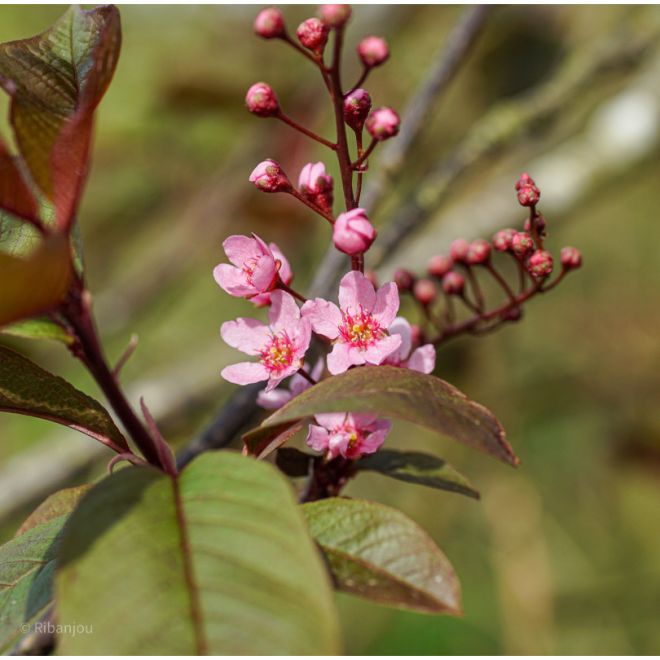 Merisier à grappe Bio