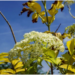 Sureau Pyramidalis Bio