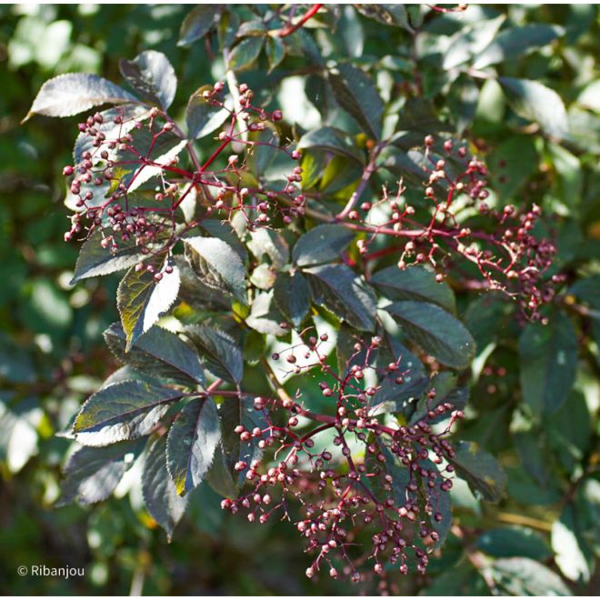 Sureau Purpurea Thundercloud Bio