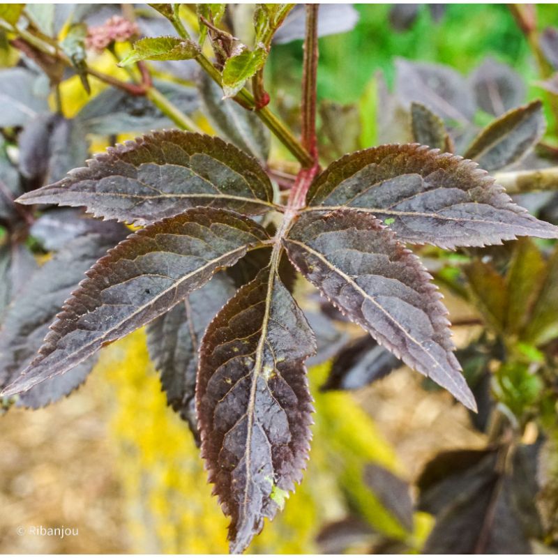 Sureau Purpurea Thundercloud Bio