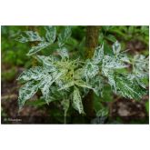 Sureau Pulverulanta Bio