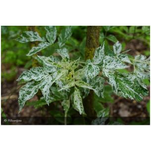 Sureau Pulverulanta Bio