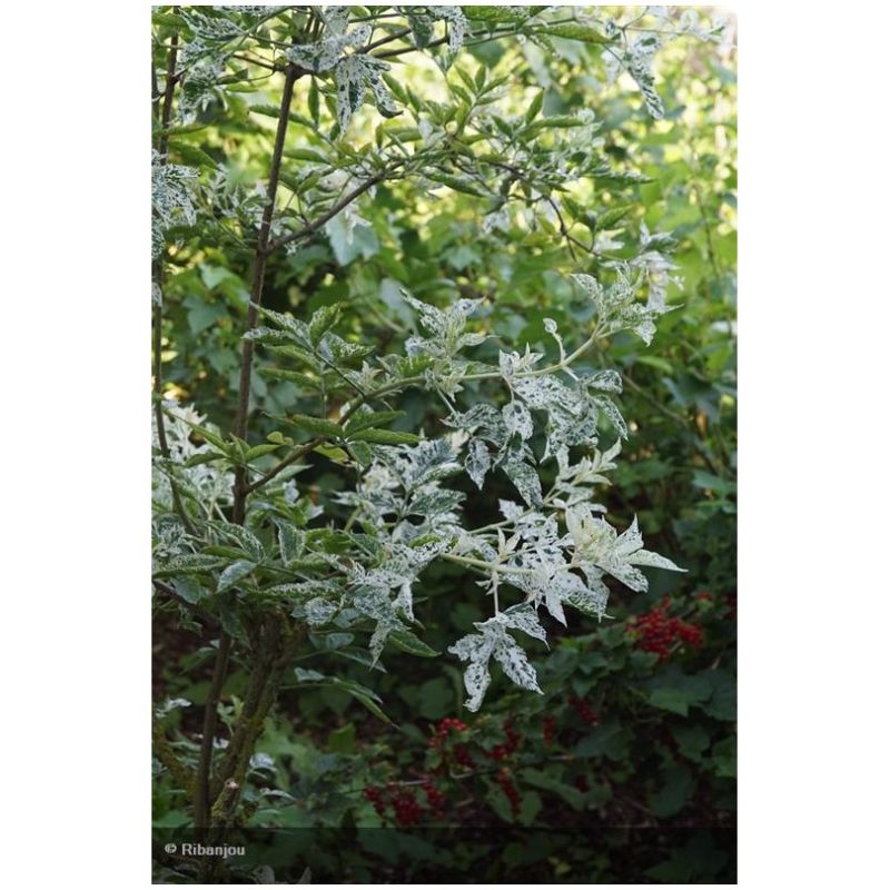 Sureau Pulverulanta Bio