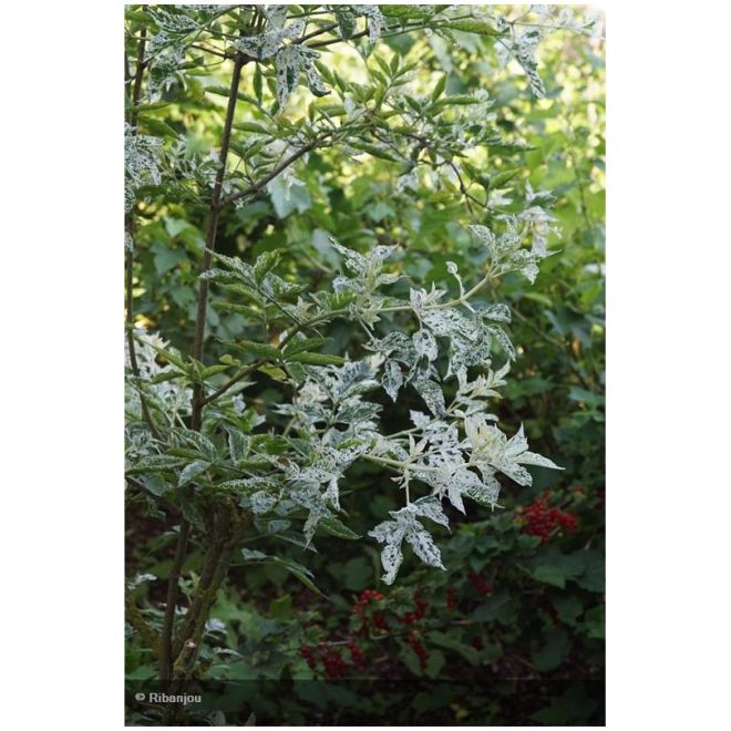 Sureau Pulverulanta Bio