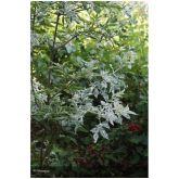 Sureau Pulverulanta Bio