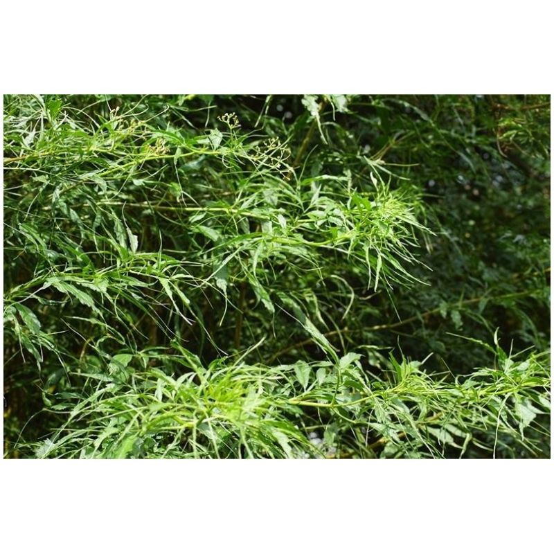 Sureau Heterophylla Bio