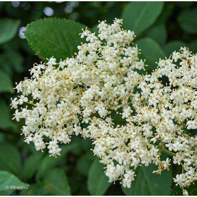 Sureau Haschberg Bio