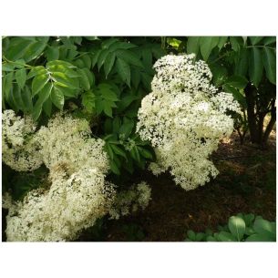 Sureau du Canada \'Maxima\' Bio