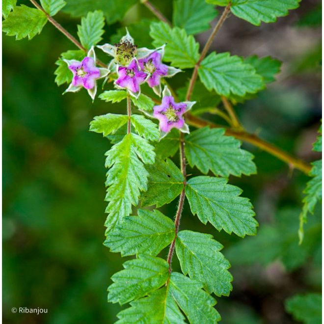Rubus Thibethanus Bio