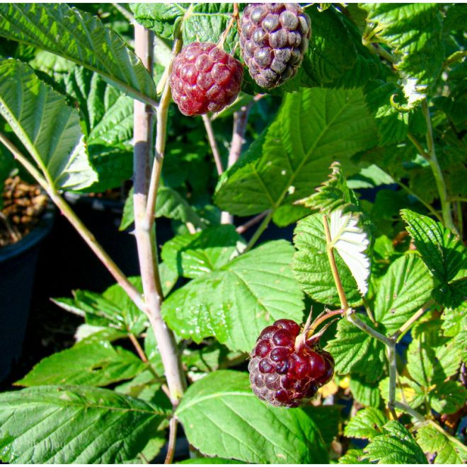 Rubus Occidentalis Royalty Bio