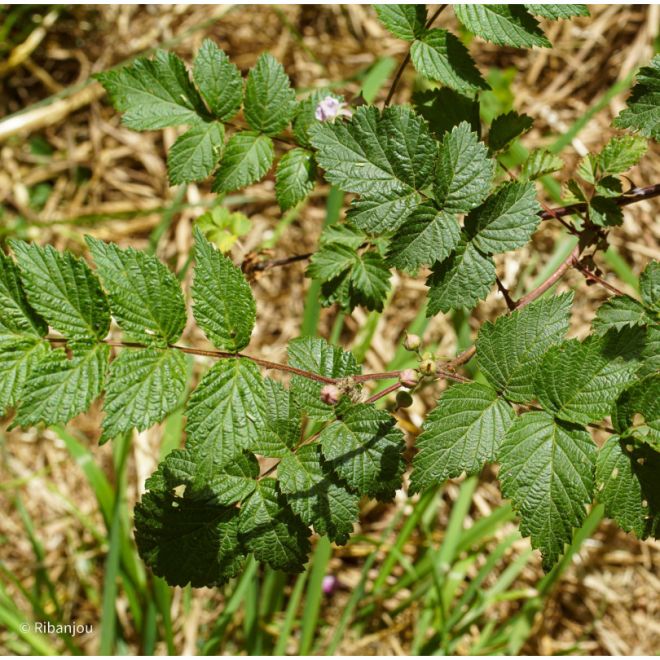 Rubus Cockburnianus Bio