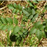 Rubus Cockburnianus Bio