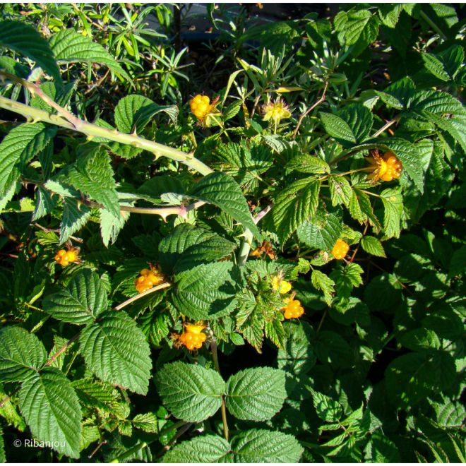 Rubus Cockburnianus Bio