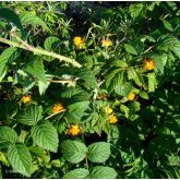 Rubus Cockburnianus Bio