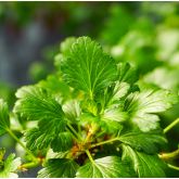 Ribes Spéciosum Bio