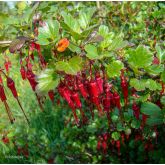 Ribes Spéciosum Bio