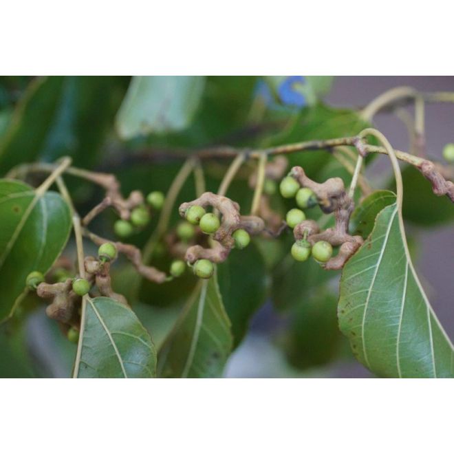 Raisinier de Chine Bio