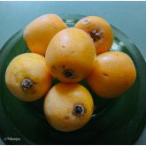 Néflier du Japon Bio