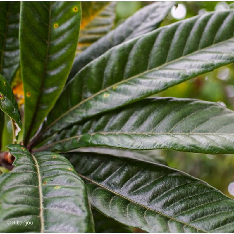 Néflier du Japon Bio