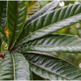 Néflier du Japon Bio