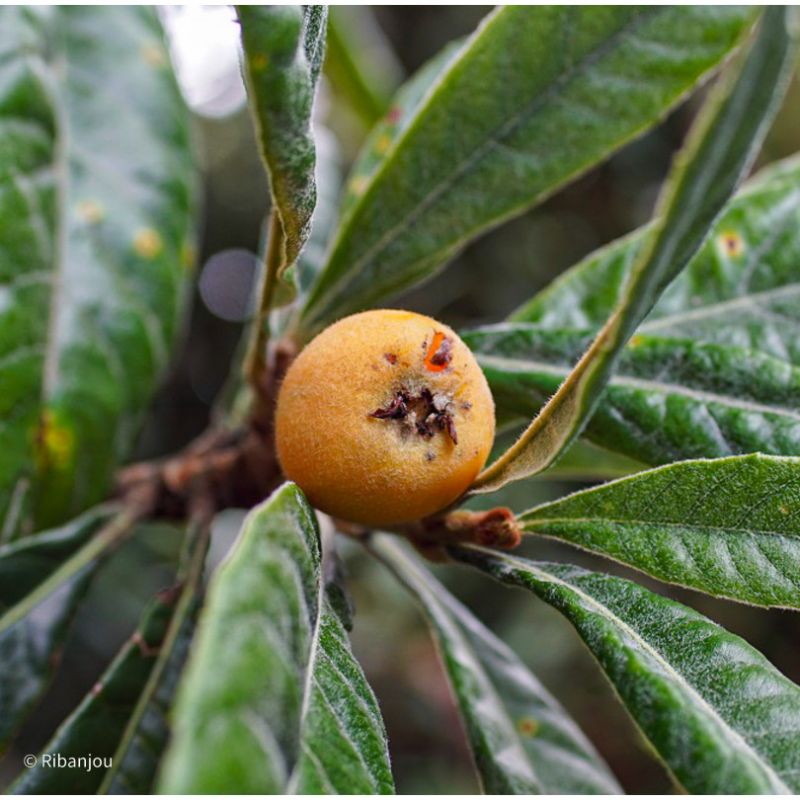 Néflier du Japon Bio