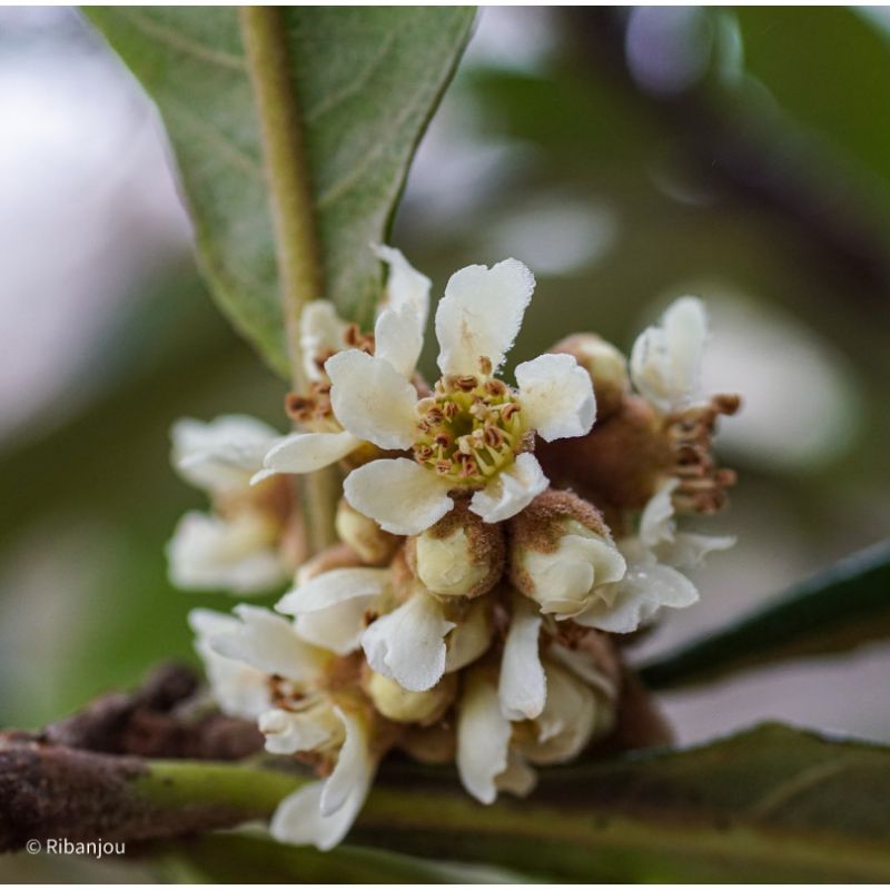 Néflier du Japon Bio