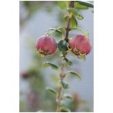 Myrte Ugni Bio Myrte Ugni Bio