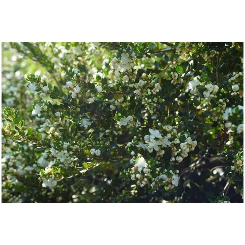 Myrte Luma Apiculata Bio