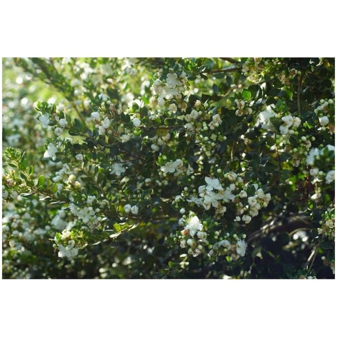 Myrte Luma Apiculata Bio