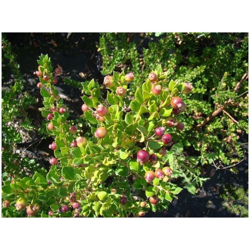 Myrte Luma Apiculata Bio