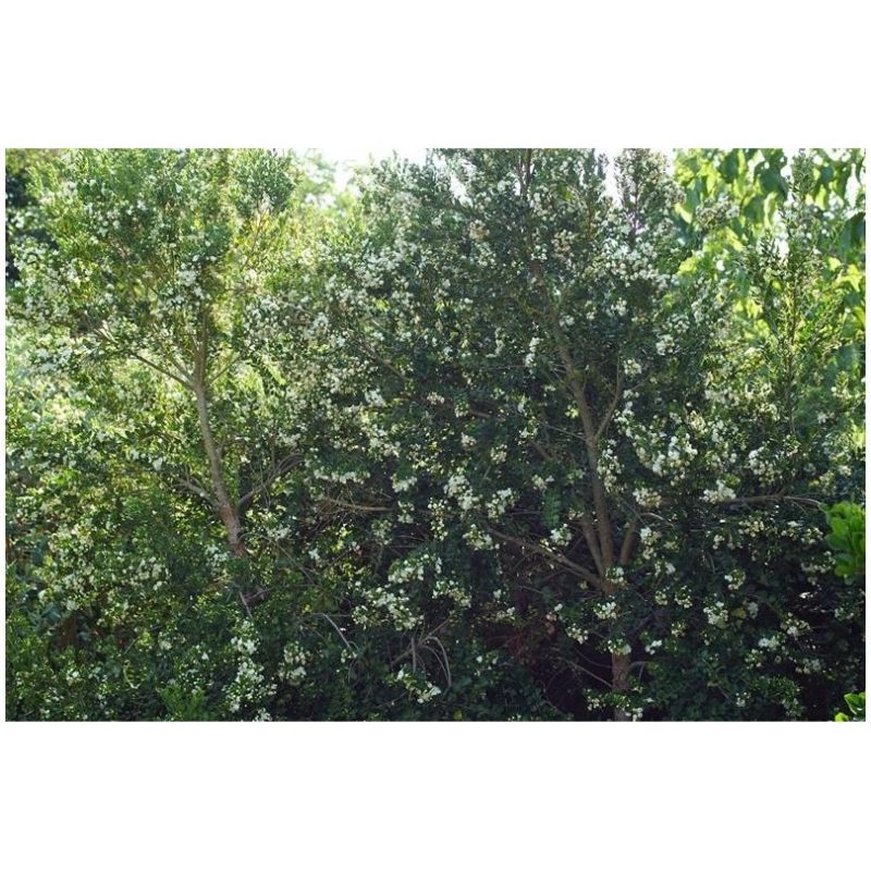 Myrte Luma Apiculata Bio