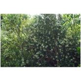 Myrte Luma Apiculata Bio