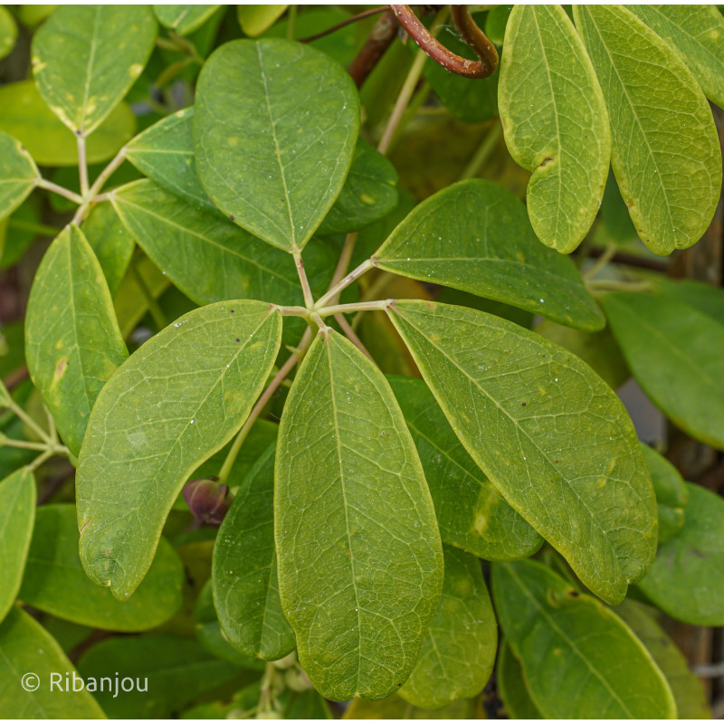 Akébia longeracemosa Bio Akébia longeracemosa Bio