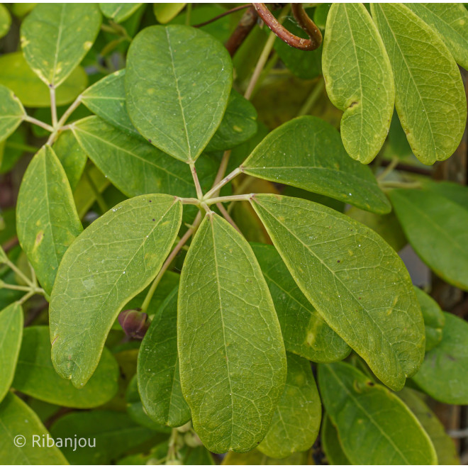 Akébia longeracemosa Bio