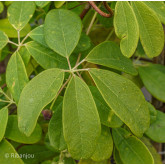 Akébia longeracemosa Bio Akébia longeracemosa Bio
