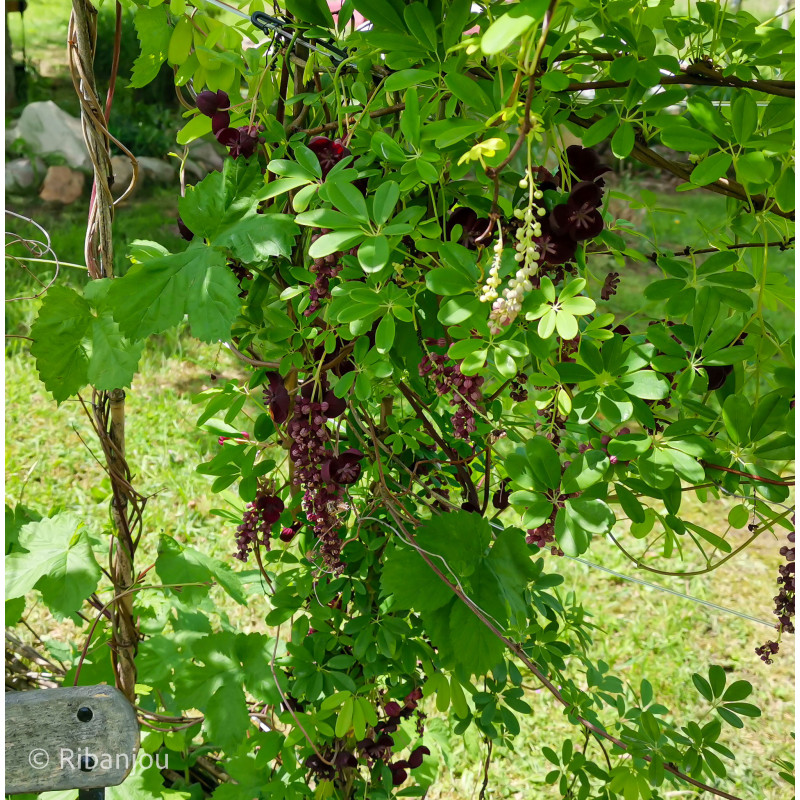 Akébia longeracemosa Bio Akébia longeracemosa Bio