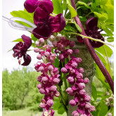 Akébia longeracemosa Bio Akébia longeracemosa Bio