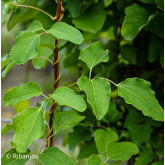 Akébia trifoliata Bio