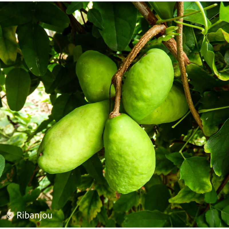 Akébia trifoliata Bio
