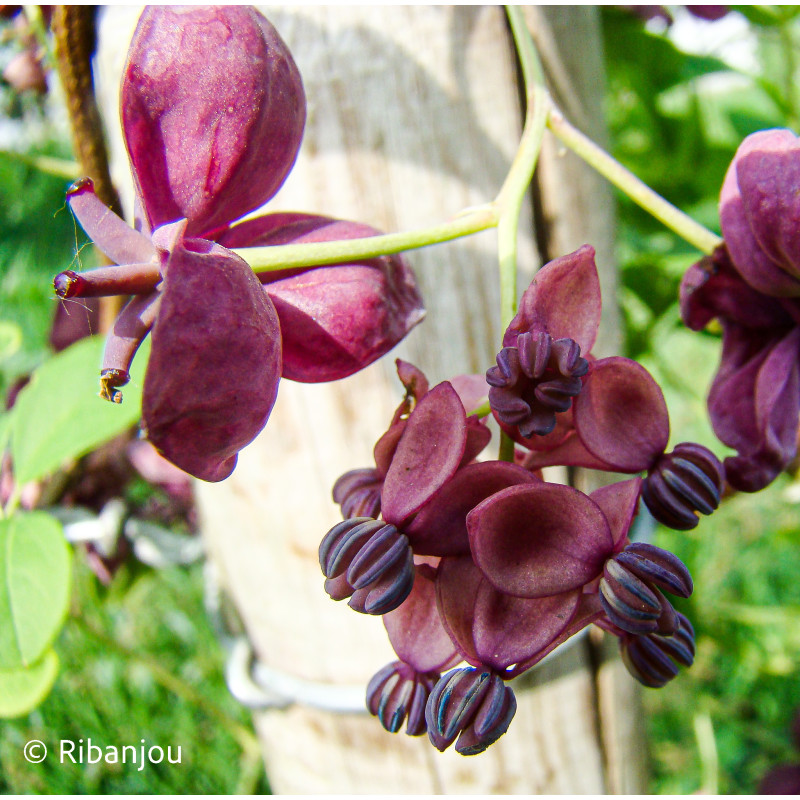 Akébia quinata Bio