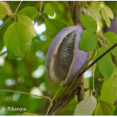 Akébia pentaphylla Bio