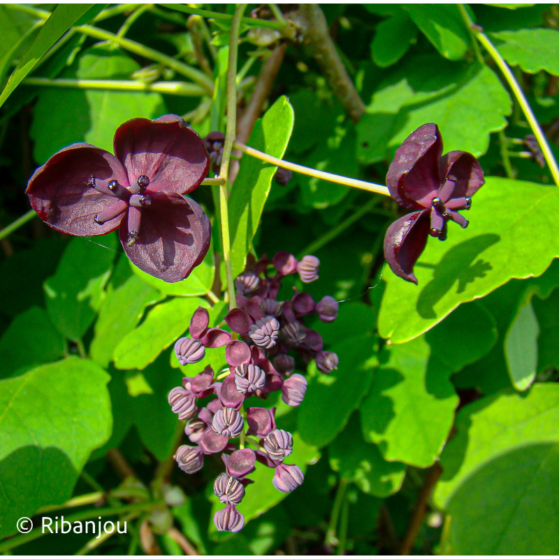 Akébia pentaphylla Bio