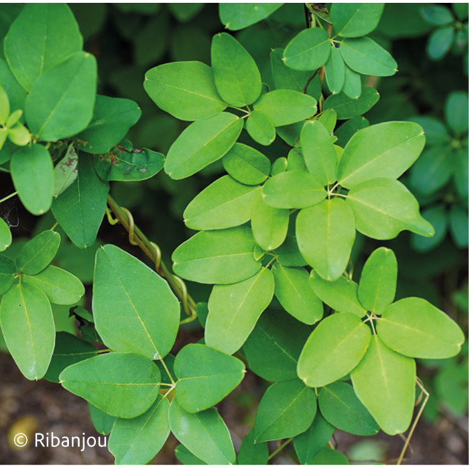 Akébia pentaphylla Bio