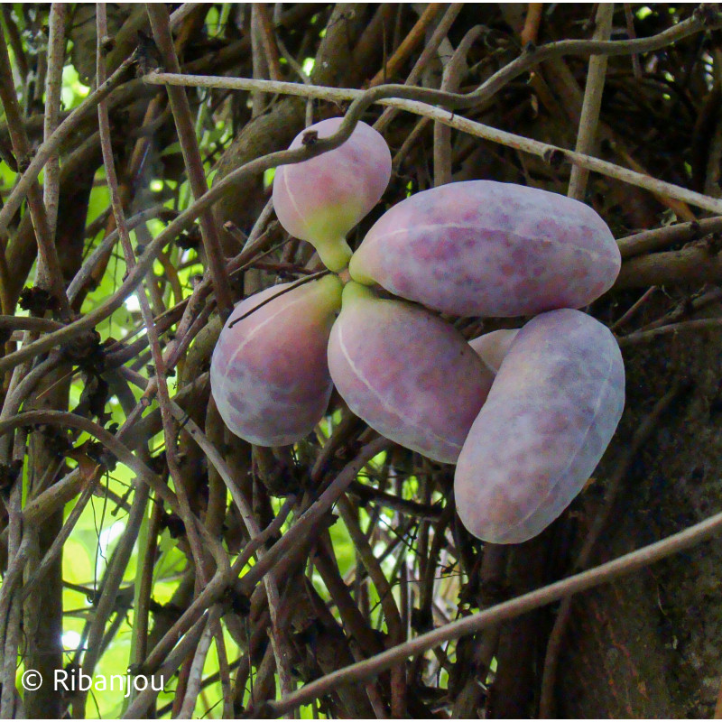 Akébia pentaphylla Bio