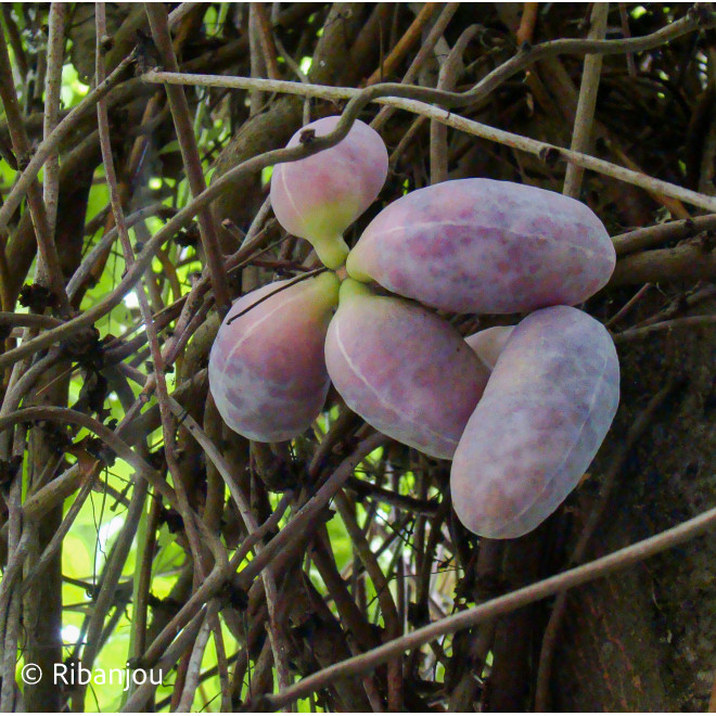 Akébia pentaphylla Bio