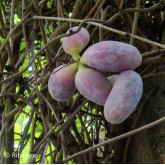 Akébia pentaphylla Bio