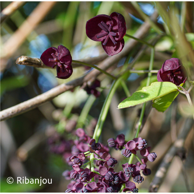 Akébia pentaphylla Bio