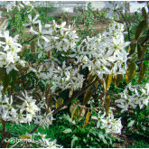 Amélanchier du Canada Bio