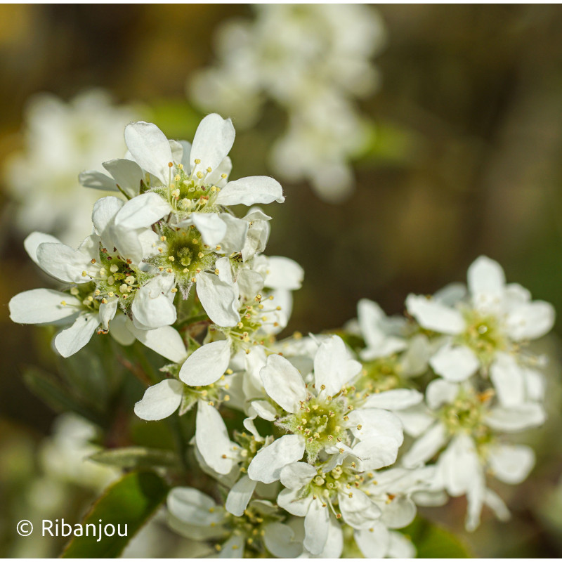 Amélanchier humilis Bio